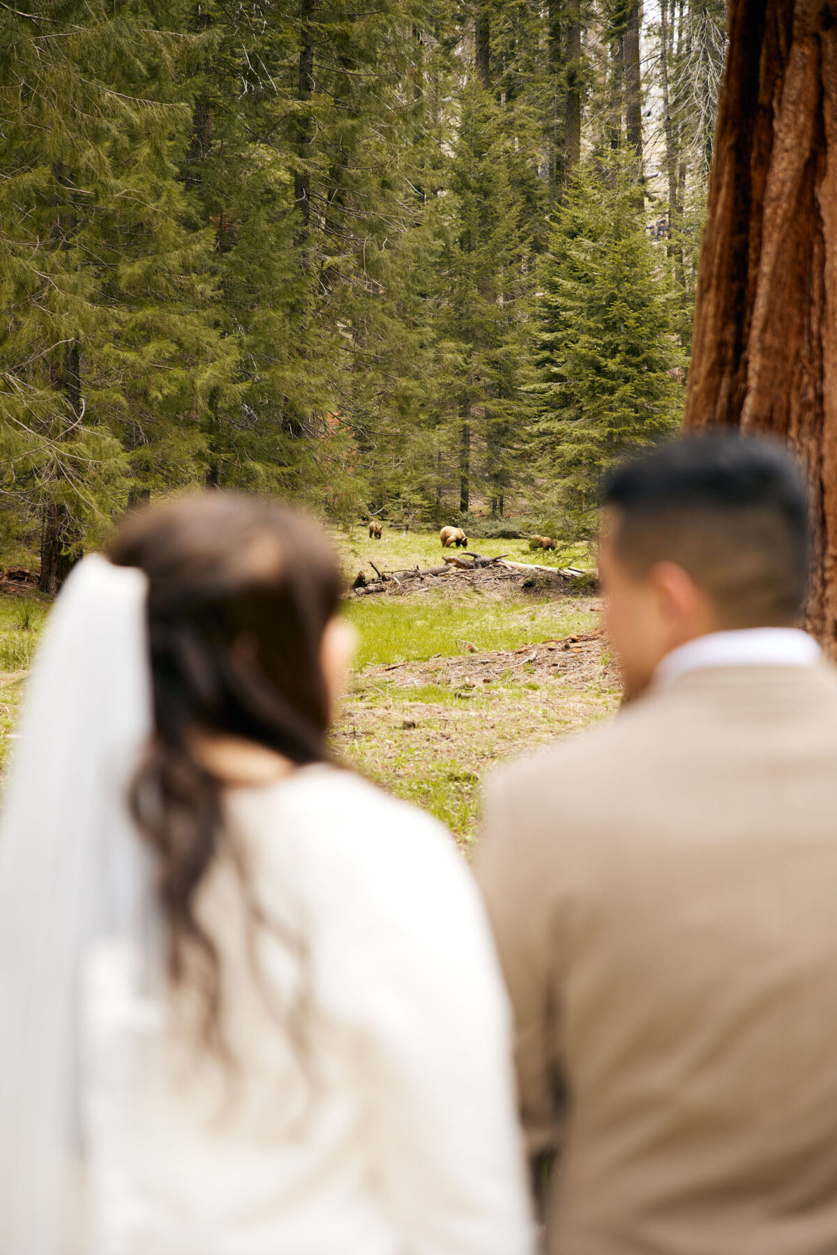 Sequoia National Park wedding locations