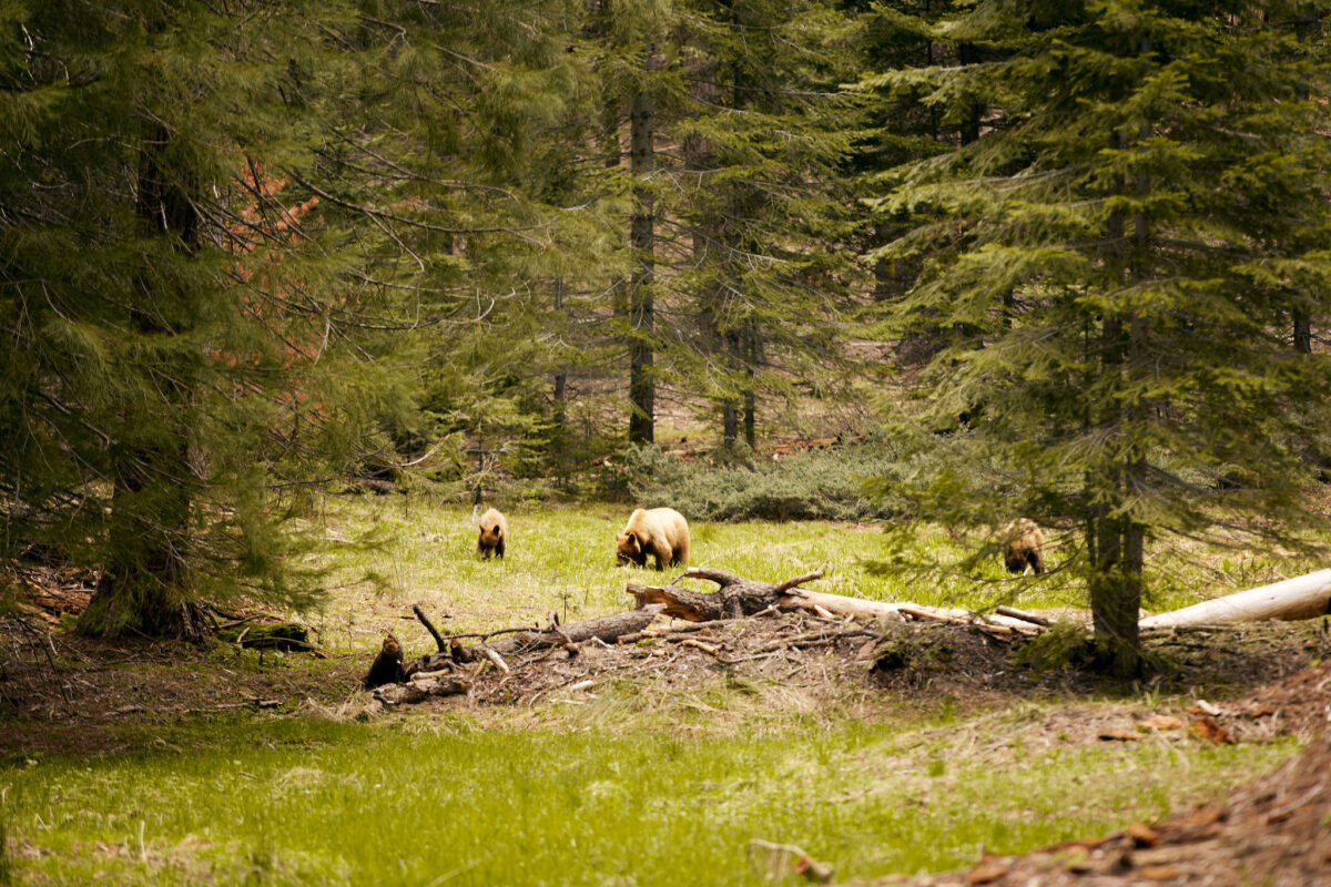 Sequoia National Park wedding locations