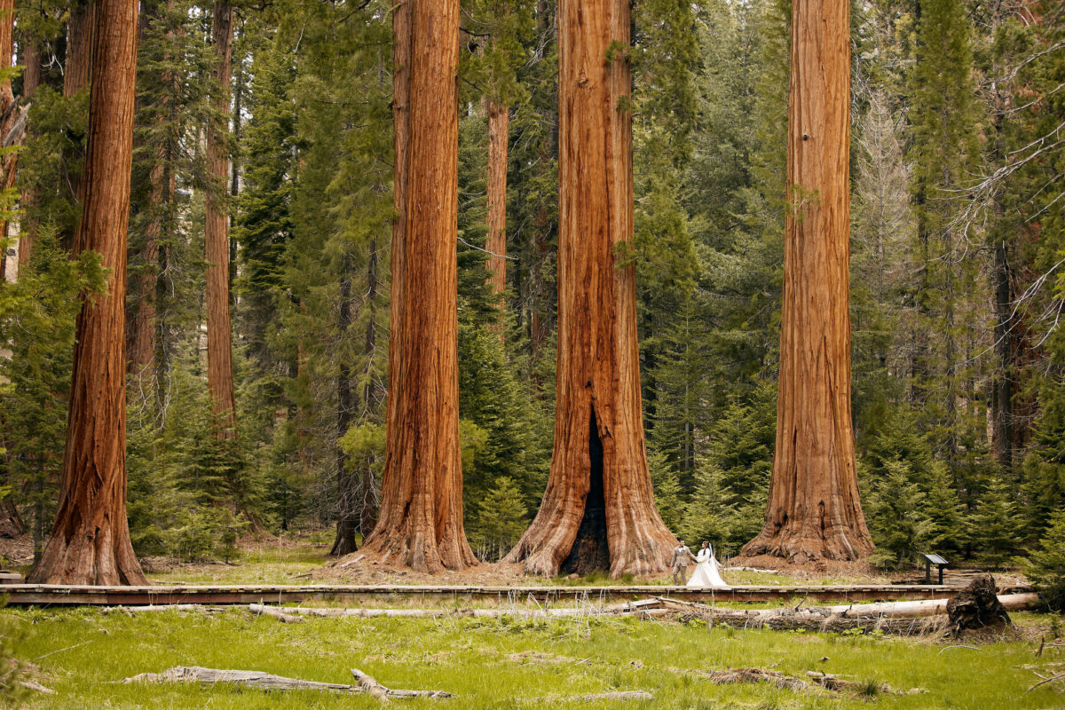 sequoia national park wedding locations